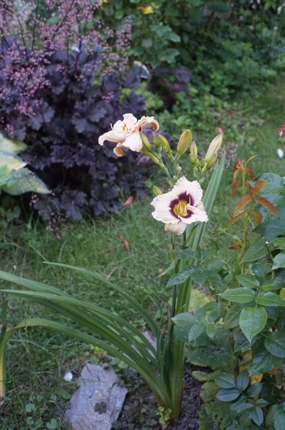  - Hemerocallis 2020- 2021- 2022