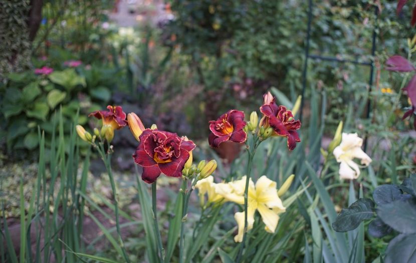  - Hemerocallis 2020- 2021- 2022