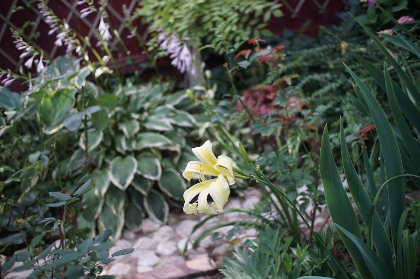  - Hemerocallis 2020- 2021- 2022