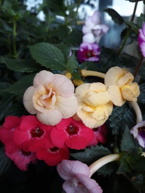  - 0001 2022 - RF s Tropicana