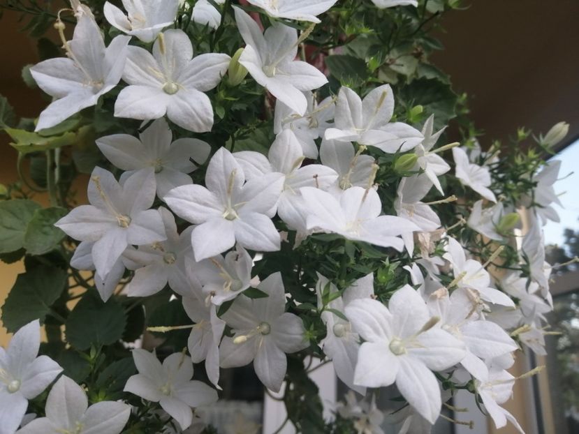  - Campanula