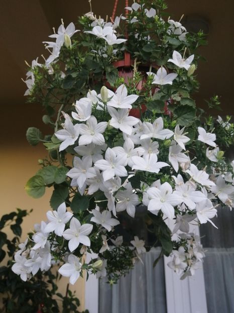  - Campanula