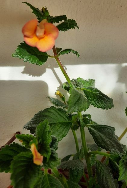 20200916_093228~2 - PEACH OCHARD