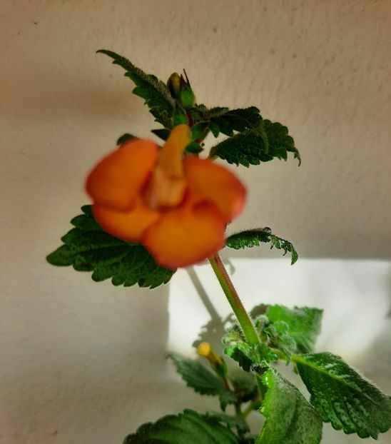 20200916_093233~2 - PEACH OCHARD