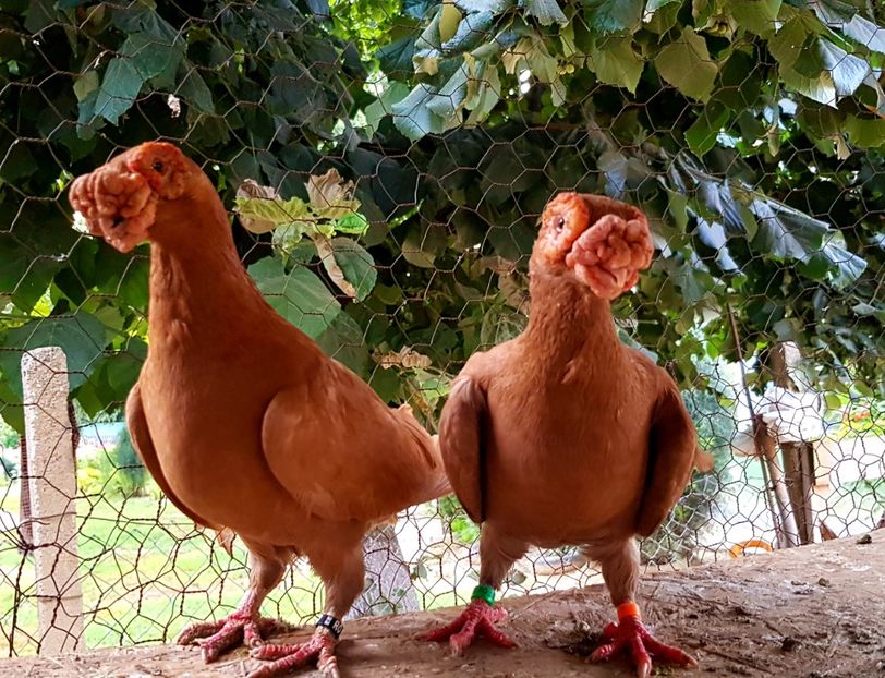  - GROUP FACEBOOK -BARB-CARUNCULAT-PIEGONS-