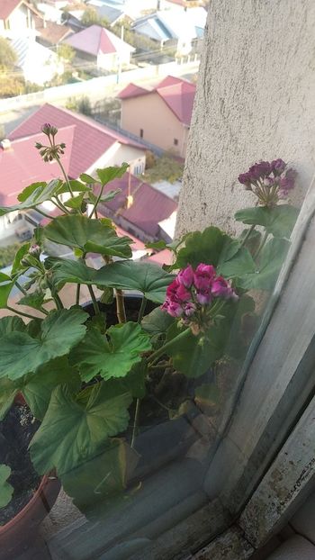  - Flori din balcon