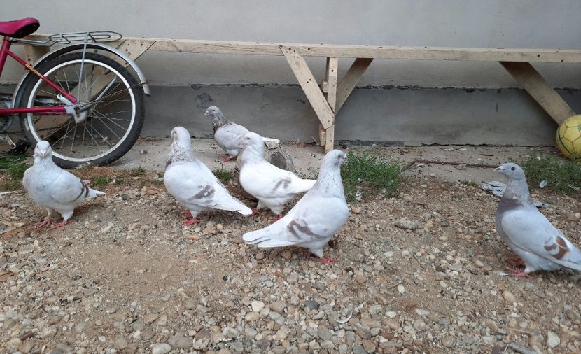  - porumbei ---- 2015