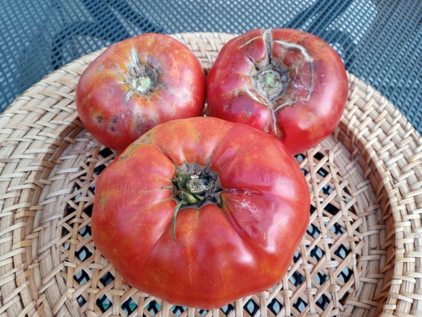  - TOMATE 2020 ALBUM 15