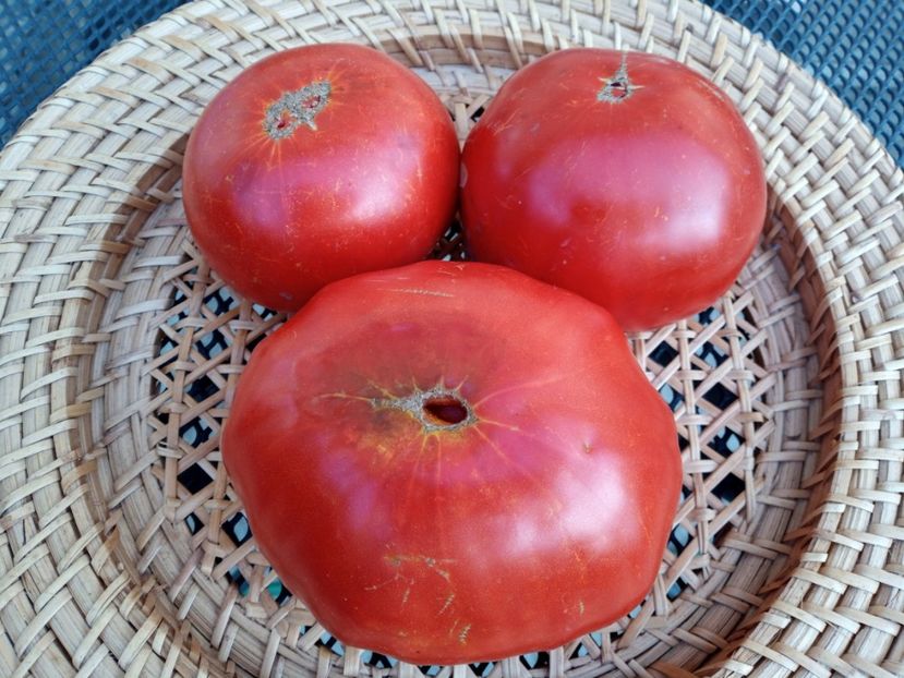  - TOMATE 2020 ALBUM 15