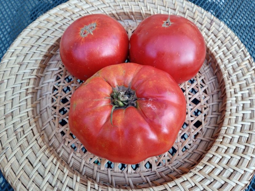  - TOMATE 2020 ALBUM 15