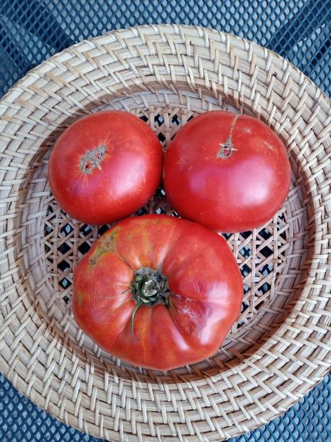  - TOMATE 2020 ALBUM 15