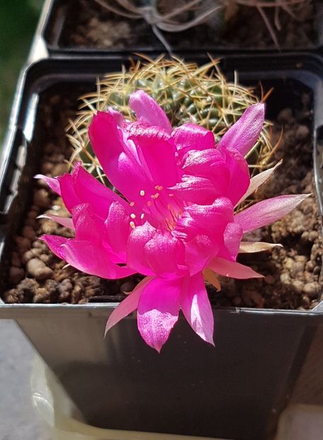 O noua floricica si inca mai avem boboci - Lobivia