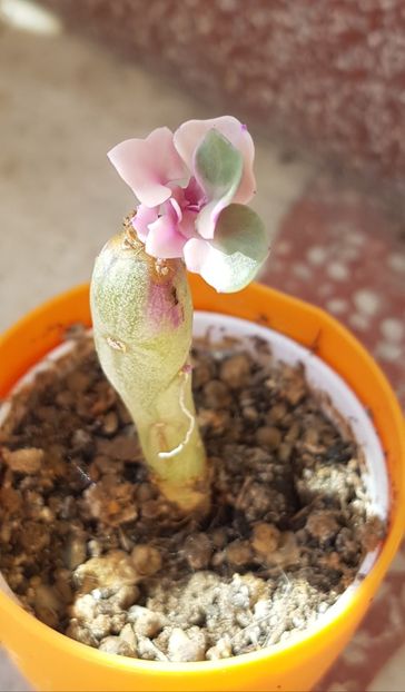 Senecio articulatus variegatus-incep sa apara frunzulitele roz - Senecio