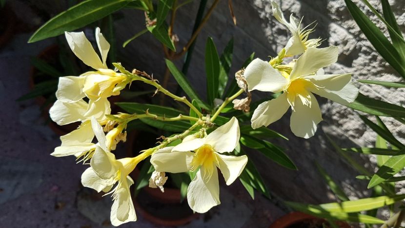 Marie Gambetta - Leandri 2020