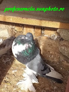 donat lui Drăgoi A - Porumbei VÂNDUȚI