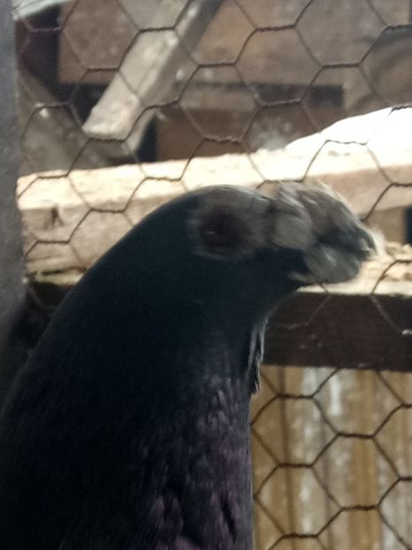 Mmatur - porumbei dragon