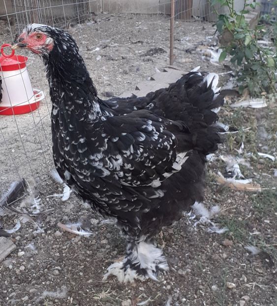  - Agh vanduti 2019-2020-2021-2022-2024 2025