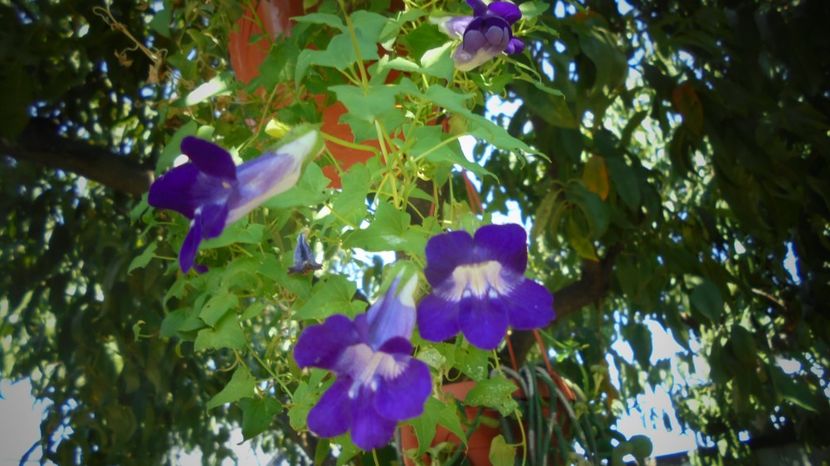 Asarina blue,cu multumiri! - Culori 2020