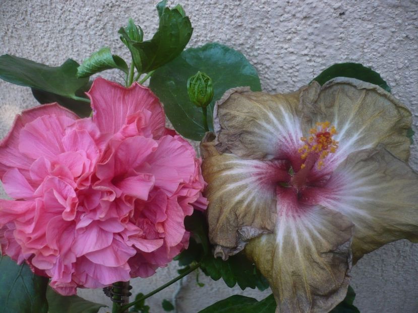 P1460520 - HIBISCUSI 2020-4