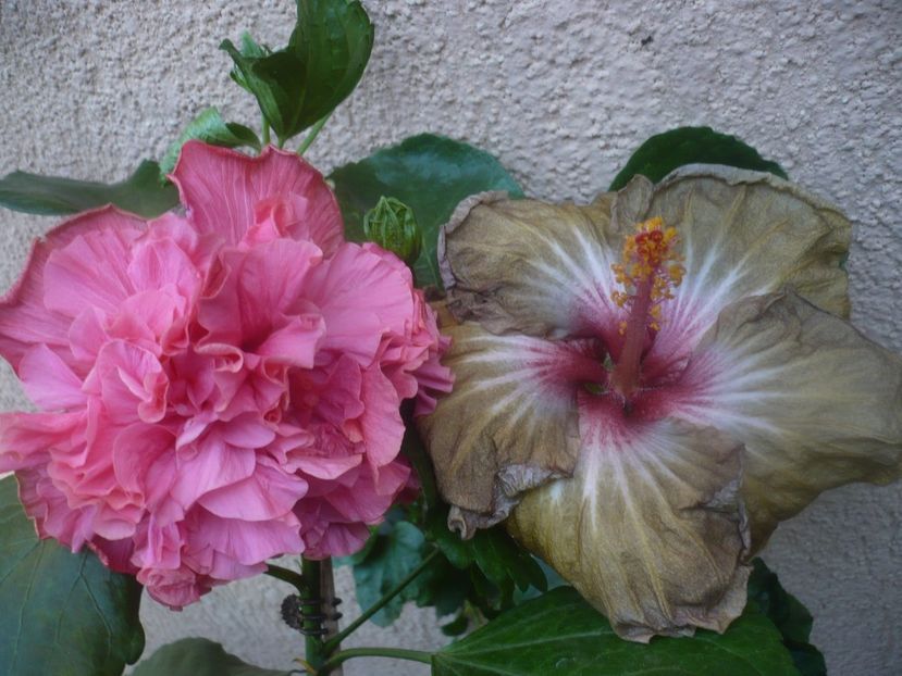 P1460521 - HIBISCUSI 2020-4