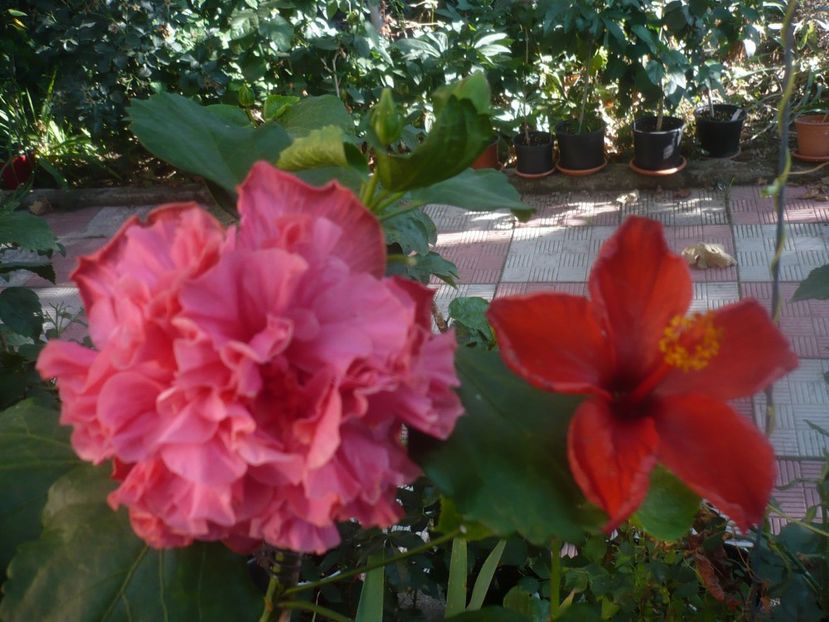 P1460523 - HIBISCUSI 2020-4