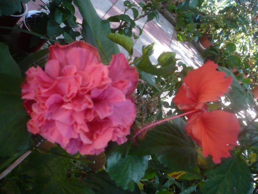 P1460524 - HIBISCUSI 2020-4