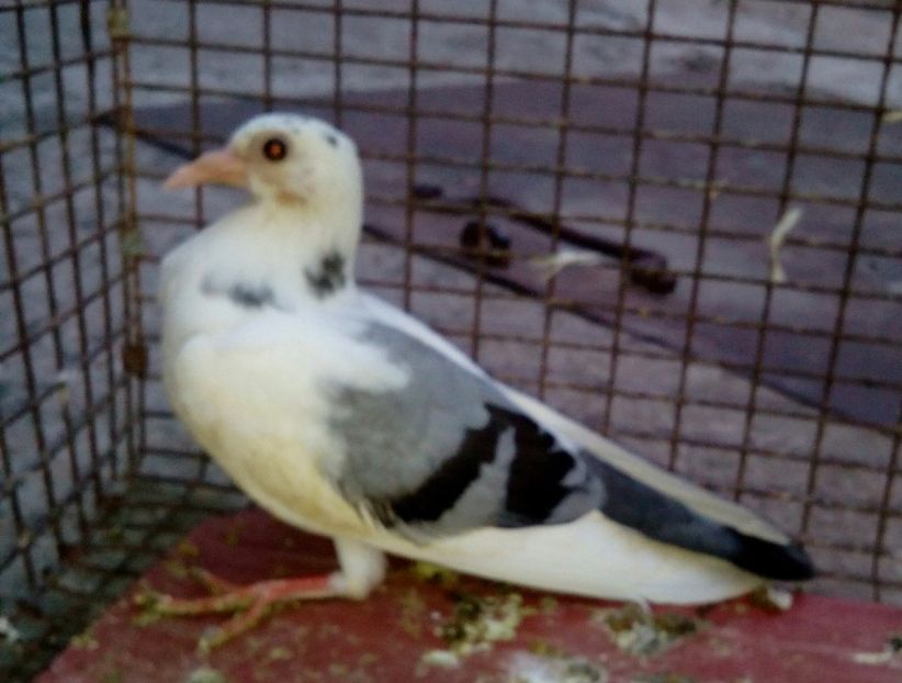  - un porumbel deosebit