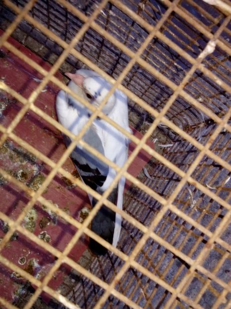  - un porumbel deosebit