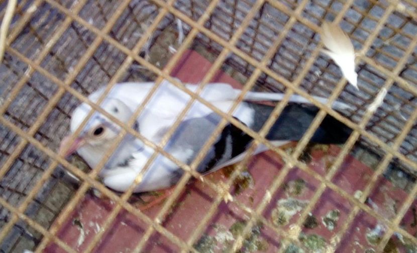  - un porumbel deosebit