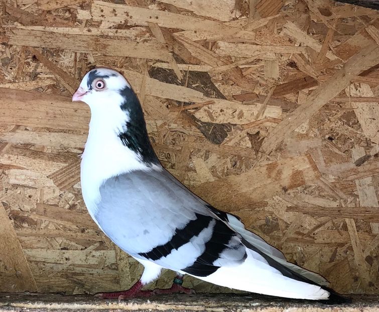 mascul  2019 - 0000001 prin voliere