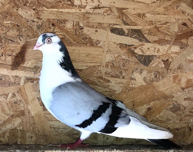 mascul  2019 - 0000001 prin voliere