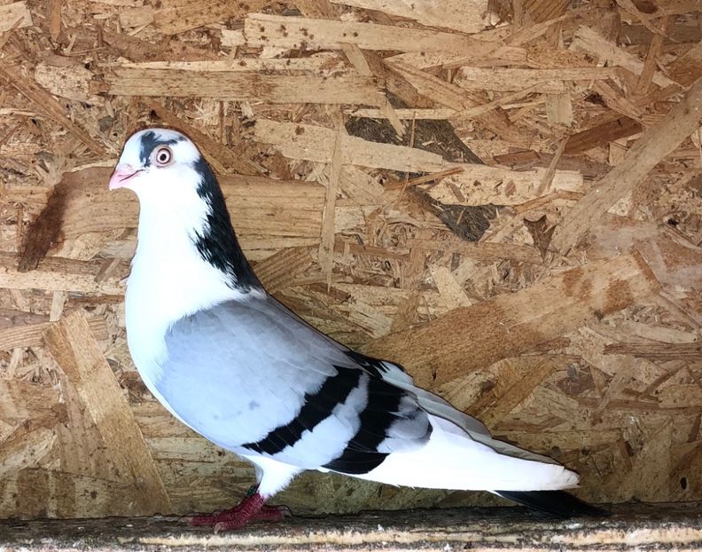 mascul  2019 - 0000001 prin voliere