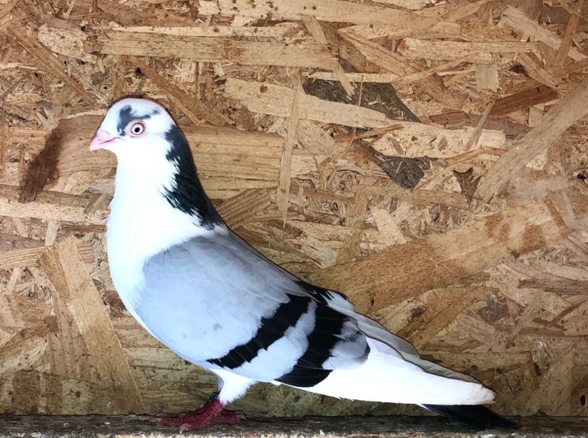 mascul  2019 - 0000001 prin voliere