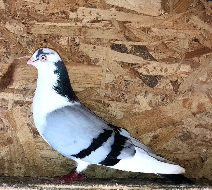  - 0000001 prin voliere