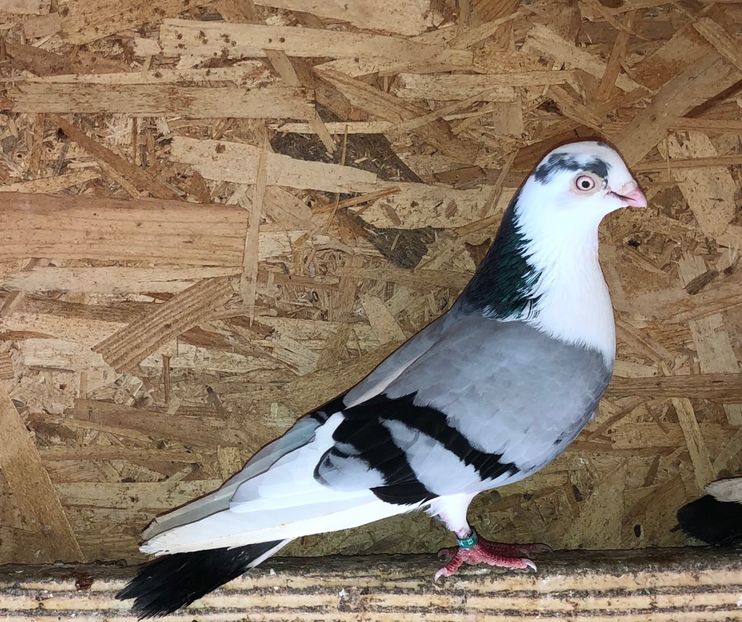 mascul  2019 - 0000001 prin voliere