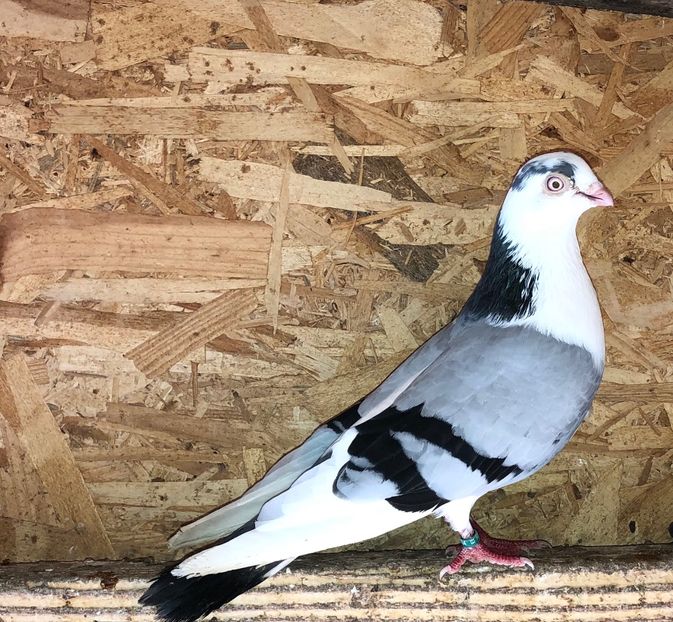 mascul  2019 - 0000001 prin voliere