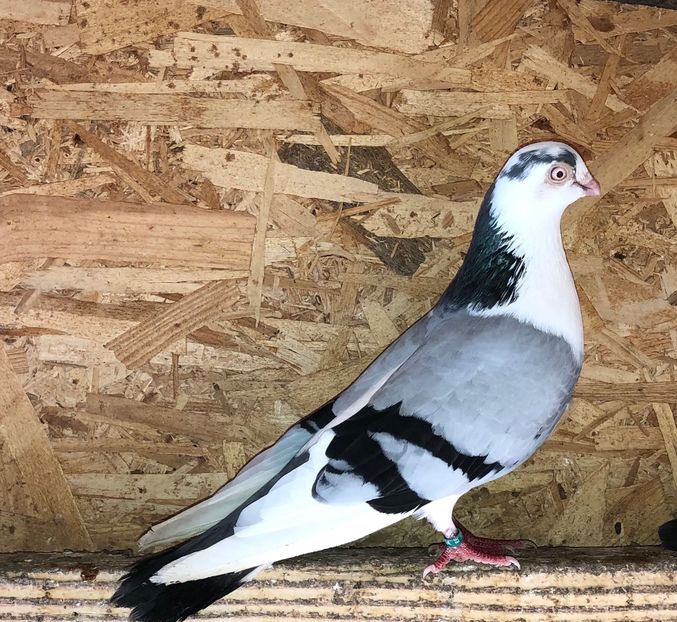 mascul  2019 - 0000001 prin voliere