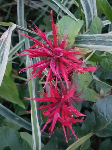  - Monarda