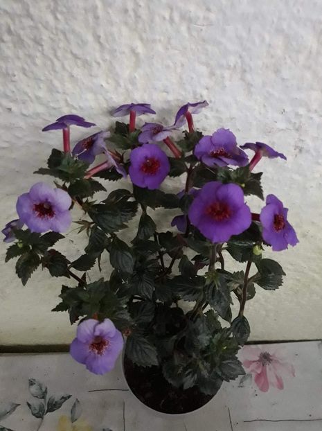  - 0001 2022 - Big Bang