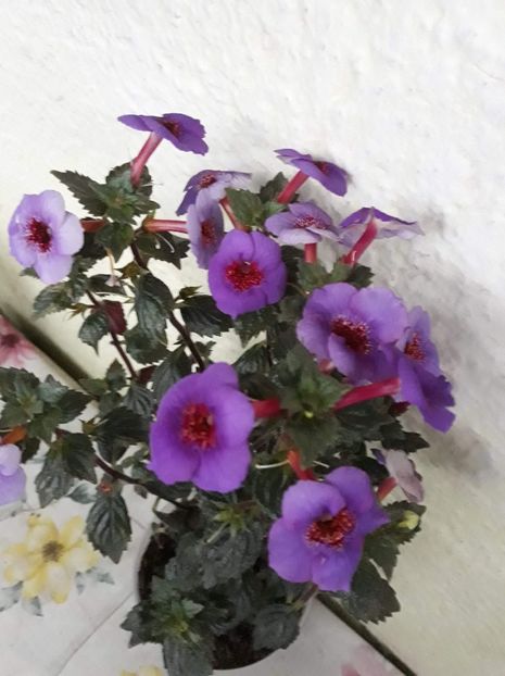  - 0001 2022 - Big Bang