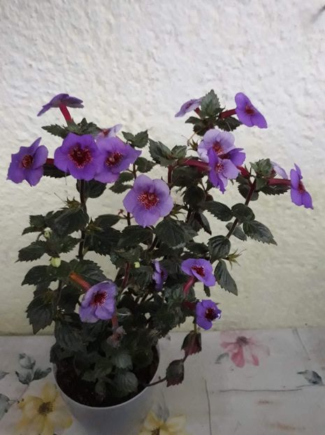  - 0001 2022 - Big Bang