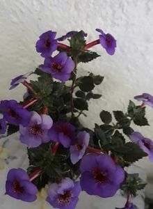  - 0001 2022 - Big Bang