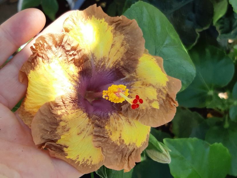  - Y Taiwan devil s garden