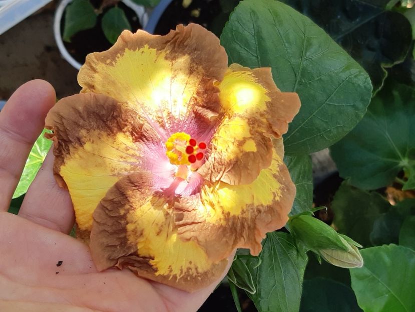  - Y Taiwan devil s garden