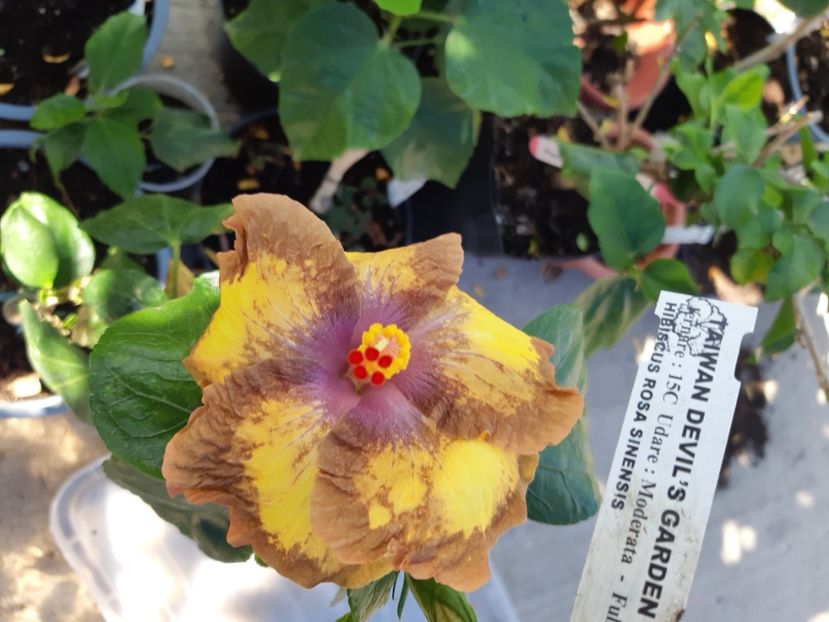  - Y Taiwan devil s garden