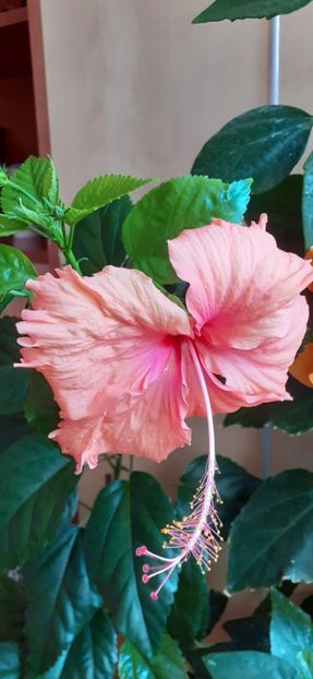  - Hibiscus 2015-2024