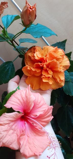  - Hibiscus 2015-2024