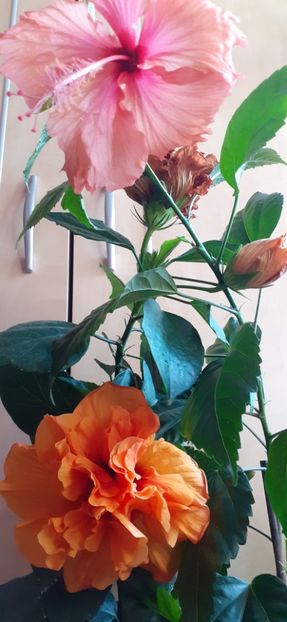  - Hibiscus 2015-2024