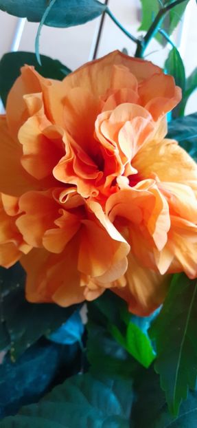  - Hibiscus 2015-2024