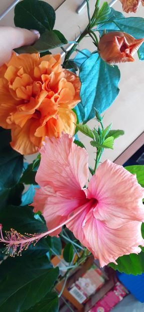  - Hibiscus 2015-2024